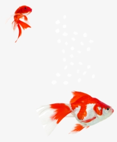 Goldfish Aquarium Aquatic Plants Koi Water - Goldfish, HD Png Download, Transparent PNG