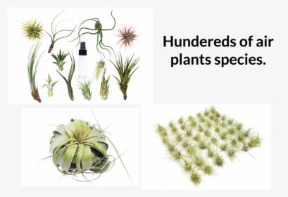 Transparent Water Plants Png - Weberocereus, Png Download, Transparent PNG