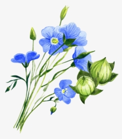 Flax Plant Nz Png , Png Download - Flax Plant Png, Transparent Png ...