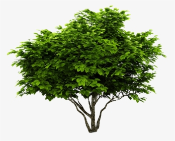 Tree With White Background, HD Png Download, Transparent PNG