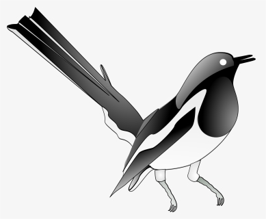 Flightless Bird,eurasian Magpie,bird - Magpie Clip Art, HD Png Download, Transparent PNG