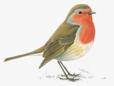 Tube Rouge Gorge Oiseau - Robin Red Breast Uk, HD Png Download, Transparent PNG
