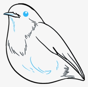 How To Draw Robin - Easy To Draw Robin, HD Png Download, Transparent PNG