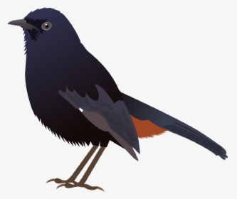 Indian Koel Bird Drawing , Png Download - Indian Robin Bird Png, Transparent Png, Transparent PNG