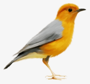 Canary Bird Png, Transparent Png, Transparent PNG