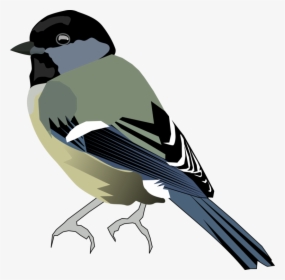Perching Bird,eurasian Magpie,finch - Tit Bird Png, Transparent Png, Transparent PNG
