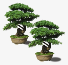 Maple Pinus Thunbergii Plant Upright Emerald - Bonsai Plant Png, Transparent Png, Transparent PNG