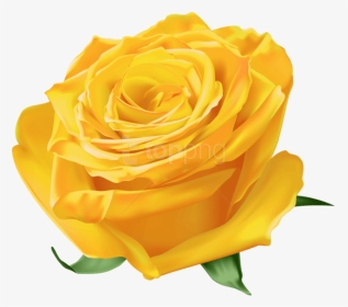 Transparent Dead Roses Png - Free Yellow Rose Images Png, Png Download, Transparent PNG