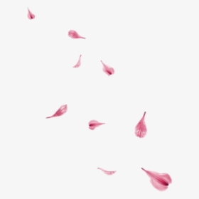 #rose #pedals - Rose Flower Flying Png, Transparent Png, Transparent PNG
