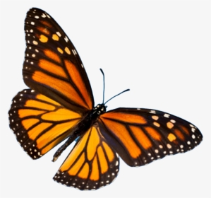 Butterfly Festival - Easy Monarch Butterfly Painting, HD Png Download, Transparent PNG