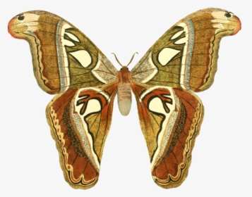 Butterfly-1525811 1920 - Sophia Bush You Re Allowed, HD Png Download, Transparent PNG