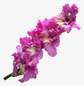 Gladiolus Transparent Png Png Download - Gladiolus Png, Png Download, Transparent PNG