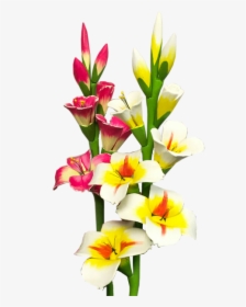 Gladiolus Png Photo - Png Transparent Gladiolus Png, Png Download, Transparent PNG