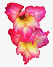Download Gladiolus Png Pic 1 240 - Gladiolus Clipart, Transparent Png, Transparent PNG
