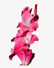 Gladiolus, Gladidus, Butterfly Greenhouse, Sword Flower - Gladiolo Png, Transparent Png, Transparent PNG