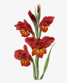 Transparent Gladiolus Png - Gladiolus Png, Png Download, Transparent PNG