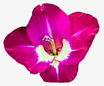 Download Gladiolus Png Free Download - Clip Art Free Gladiolus, Transparent Png, Transparent PNG
