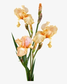 Transparent Gladiolus Png - Iris, Png Download, Transparent PNG