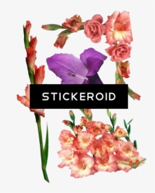 Gladiolus Flowers Nature - Gladiolus Flower, HD Png Download, Transparent PNG