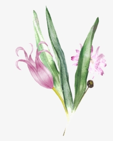 Pink Bouquet Transparent Decorative - Gladiolus, HD Png Download, Transparent PNG