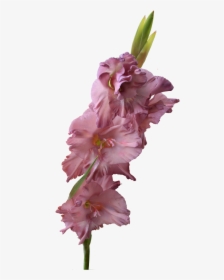 #flower #gladiolus #freetoedit - Gladiolus Png, Transparent Png, Transparent PNG