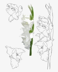 Transparent Gladiolus Png - Cách Vẽ Hoa Lay Ơn, Png Download, Transparent PNG