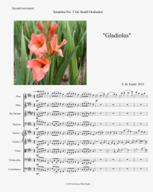 Canna Lily, HD Png Download, Transparent PNG