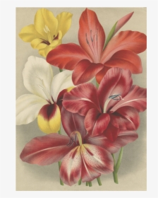 Lily, HD Png Download, Transparent PNG