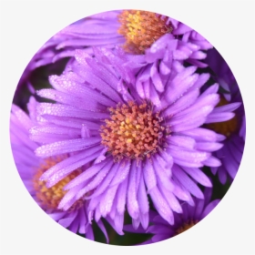 New York Aster, HD Png Download, Transparent PNG