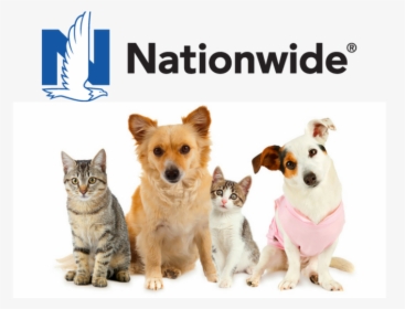 Nationwide Pet Insurance Review - Cat And Dogs Group Photo White Background, HD Png Download, Transparent PNG