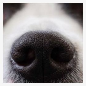 #cute #animal #nose #dog #dognose #freetoedit - Dogs Sniff Stomach Cancer, HD Png Download, Transparent PNG