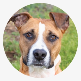 Satchel - Companion Dog, HD Png Download, Transparent PNG
