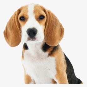 Dog - Small Dogs Breed, HD Png Download, Transparent PNG