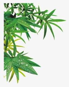 Hình Vẽ Lá Trúc Clipart , Png Download - Bamboo Forest Bamboo Tree Cartoon, Transparent Png, Transparent PNG
