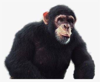 Chimpanzee Png Image - Chimpanzee Png, Transparent Png, Transparent PNG