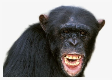 Chimpanzee Png Image - Chimpanzee Alpha Male, Transparent Png, Transparent PNG