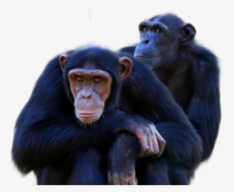 Chimpanzee Png Image - Free Chimpanzee, Transparent Png, Transparent PNG