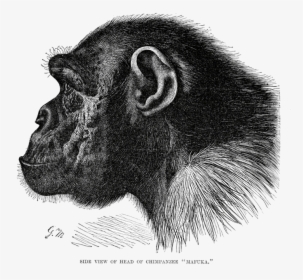 Chimpanzee Head - Chimpanzee Profile, HD Png Download, Transparent PNG