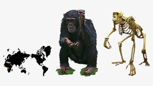 Chimpanzee Worksheet, HD Png Download, Transparent PNG