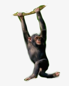 Chimpanzee Monkey Monkeys Chimps Primates - Chimpanzee Hanging On Tree, HD Png Download, Transparent PNG