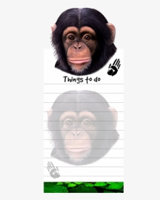 Chimpanzee - Common Chimpanzee, HD Png Download, Transparent PNG