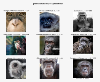 Monkey Dataset, HD Png Download, Transparent PNG
