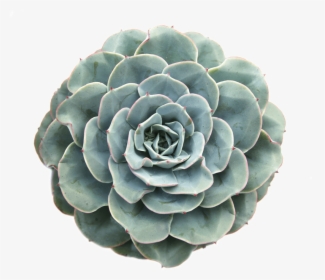 Succulent Cactus Plant Plantsarefriends Tumblr Arthoe - Succulent Colors Png Transparent, Png Download, Transparent PNG