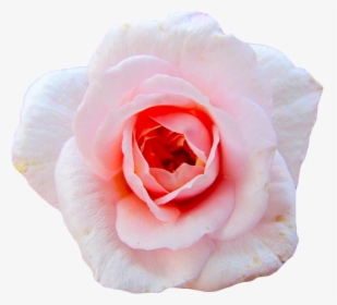Cut Flowers Garden Roses Centifolia Roses Petal - Aesthetic Transparent Flower Gif, HD Png Download, Transparent PNG