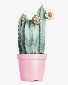#iok #picsart #png #tumblr #ayigomez #cactus instagram - Cactus, Transparent Png, Transparent PNG