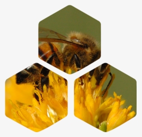 Transparent Pollen Png - California Honey Bee, Png Download, Transparent PNG