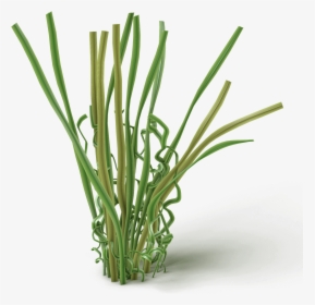 Chives, HD Png Download, Transparent PNG