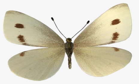 Cabbage Butterfly, HD Png Download, Transparent PNG
