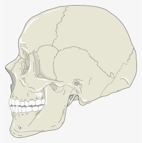 Realistic Human Skull Profile View Clip Arts - Profile Bone Of The Skull, HD Png Download, Transparent PNG