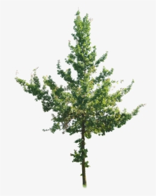 Tree 4k Cut Out, HD Png Download, Transparent PNG